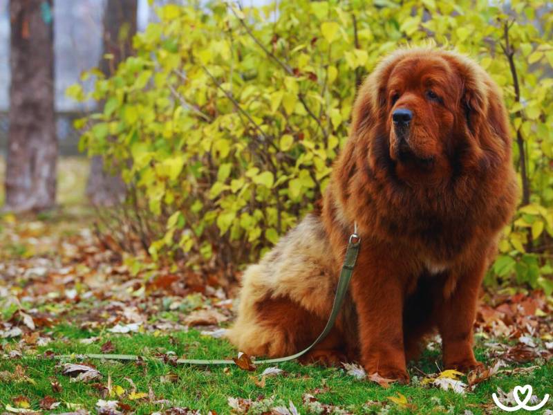 Plemeno-tibetska-doga-mastiff (5)